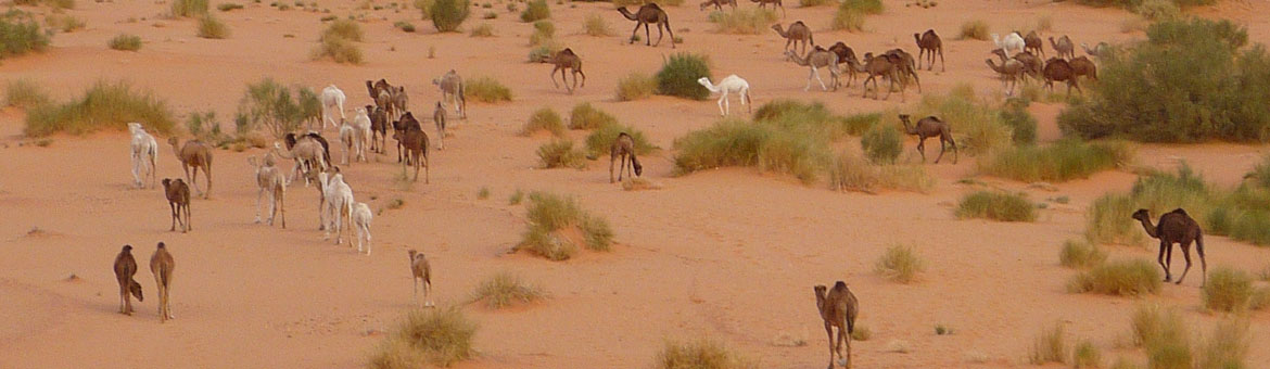 Troupeau camelin sur parcours Sahariens Wilaya de Ghargaïa, Algérie, © Johann Huguenin
